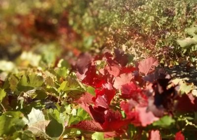 Vignes