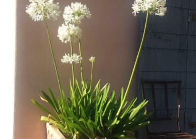 Agapanthes